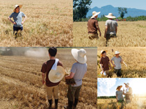 稻田农民科研人员拍摄高清图片