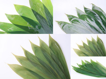 新鮮的粽葉植物攝影高清圖片