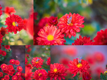 紅色花朵與小蜜蜂攝影高清圖片