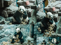 動物園里的大熊貓攝影高清圖片