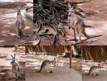 袋鼠動物攝影高清圖片
