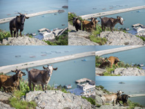 島上的山頭動物攝影高清圖片