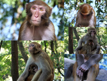 動物園猴子寫真攝影高清圖片