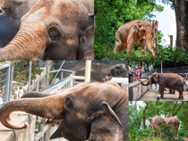 大象野生保護動物寫真拍攝高清圖片