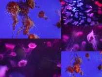 黑海刺水母海底世界攝影高清圖片