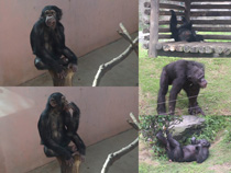 黑猩猩猿動物攝影高清圖片