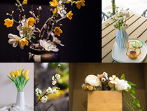 花卉室內藝術裝扮攝影高清圖片