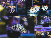 金魚觀賞魚拍攝高清圖片