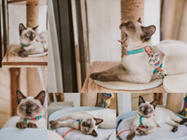 可愛暹羅貓攝影高清圖片