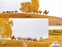 駱駝草原風景拍攝高清圖片