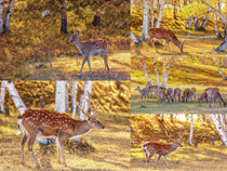 樹林梅花鹿動物攝影高清圖片