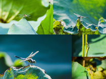 蜻蜓立在荷葉拍攝高清圖片