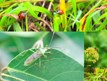 草叢中的昆蟲拍攝高清圖片
