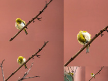 樹枝上鳥兒攝影寫真高清圖片