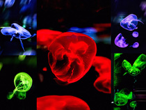海洋世界水母生物攝影高清圖片