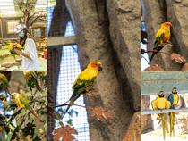 鸚鵡樹木景區拍攝高清圖片