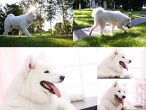 戶外白色狗狗拍攝高清圖片