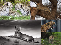 非洲豹動物寫真拍攝高清圖片