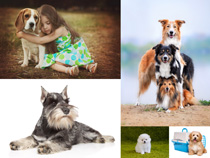 快樂犬種動物攝影高清圖片
