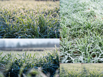 早晨的麥苗植物攝影高清圖片