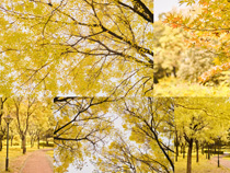 秋天金色的樹葉攝影高清圖片