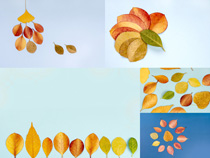 秋季清新樹葉拍攝高清圖片