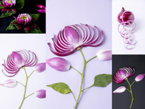 洋蔥藝術花朵食材攝影高清圖片