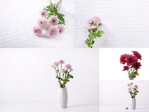 雛菊植物鮮花攝影高清圖片