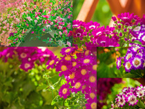 彩色花藤花叢攝影高清圖片