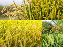 稻田稻谷風景拍攝高清圖片