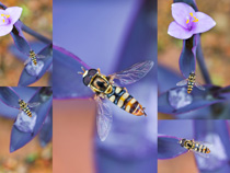 花果上的蜜蜂微距特寫攝影高清圖片