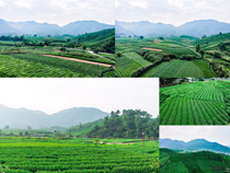 綠色龍井茶田植物攝影高清圖片