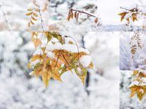 樹葉上掛冰雪冰霜攝影高清圖片