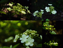 唯美綠色瓊花攝影高清圖片