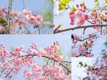 春天美麗的海棠花拍攝高清圖片