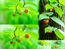 绿叶红色樱桃拍摄高清图片