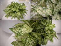 綠植植物葉子拍攝高清圖片