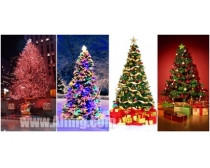 4张圣诞树高清图片