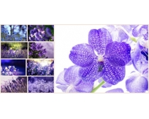 藍色花卉圖片素材