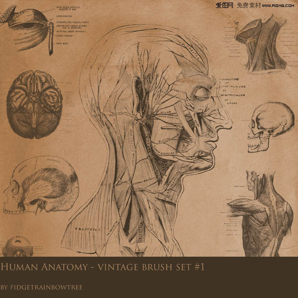 ʱˢ-Vintage Anatomy Brushes