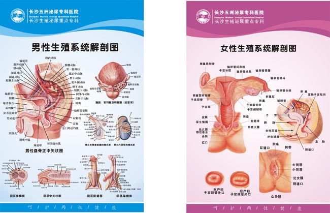 两性生殖系统医疗展板 - 爱图网设计图片素材下载