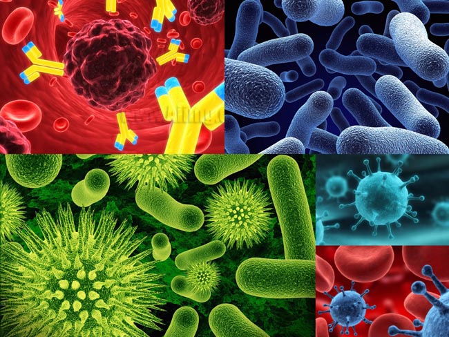 5张细菌病菌高清图片