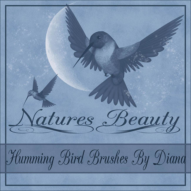 ˢ(Humming Bird Brushes)